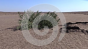 Salicornia europaea, known as common glasswort or just glasswort, is a halophytic annual dicot which grows in various zones of