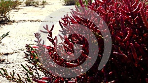 Salicornia europaea, known as common glasswort or just glasswort, is a halophytic annual dicot which grows in various zones of