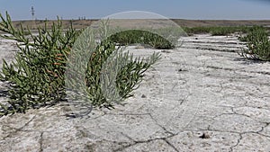 Salicornia europaea, known as common glasswort or just glasswort, is a halophytic annual dicot which grows in various zones of