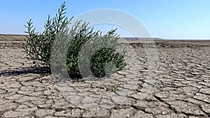 Salicornia europaea, known as common glasswort or just glasswort, is a halophytic annual dicot which grows in various zones of