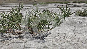Salicornia europaea, known as common glasswort or just glasswort, is a halophytic annual dicot which grows in various zones of