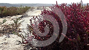 Salicornia europaea, known as common glasswort or just glasswort, is a halophytic annual dicot which grows in various zones of