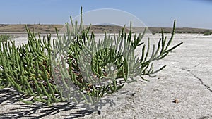 Salicornia europaea, known as common glasswort or just glasswort, is a halophytic annual dicot which grows in various zones of