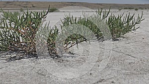 Salicornia europaea, known as common glasswort or just glasswort, is a halophytic annual dicot which grows in various zones of