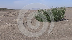 Salicornia europaea, known as common glasswort or just glasswort, is a halophytic annual dicot which grows in various zones of