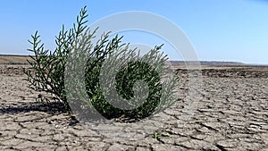 Salicornia europaea, known as common glasswort or just glasswort, is a halophytic annual dicot which grows in various zones of