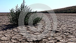 Salicornia europaea, known as common glasswort or just glasswort, is a halophytic annual dicot which grows in various zones of