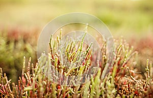Salicornia plant