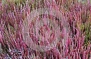 Salicornia or Salsolaceae