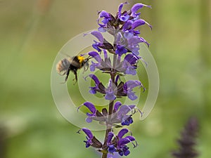 Salie, Sage, Salvia photo