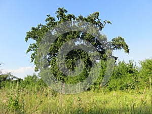 Salinac Smederevo oak tree canopy in summer