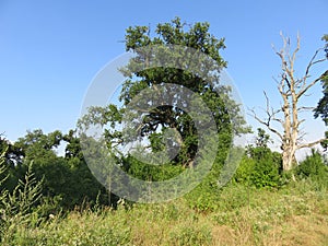 Salinac Smederevo oak tree canopy in summer