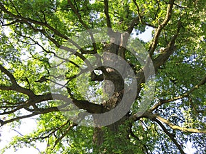 Salinac Smederevo oak tree canopy in summer