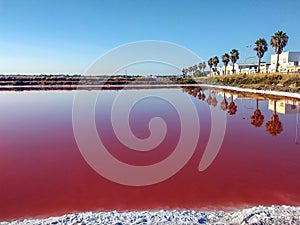 Salinas rosas con cielo azul y palmeras