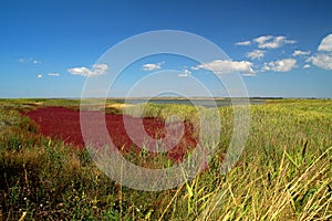 Saline marsh soil with halophytes.