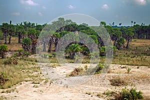 Salinity kallar and weak agriculture in South India