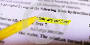 salivary amylase biological word written on yellow highlighted background on white paper sheet