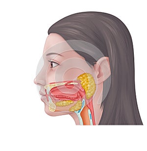 Salivary Gland