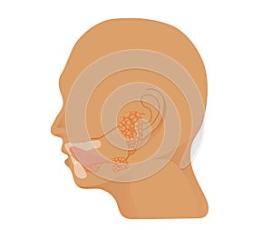 Salivary gland anatomy. Illustration of the head with the parotid, submandibular and sublingual glands