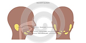 Salivary gland concept