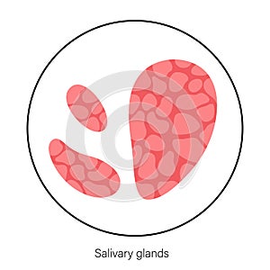 Salivary gland concept