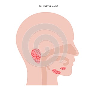 Salivary gland concept