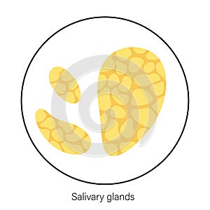 Salivary gland concept