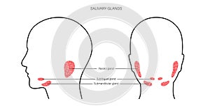 Salivary gland concept photo