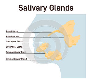 Salivary gland. Histology of salivary glands. Anatomical structure
