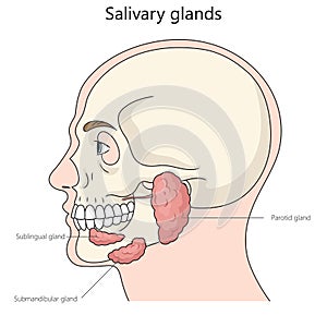 Salivary gland structure diagram medical science photo