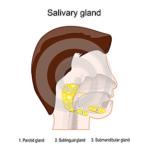 Human`s head with three main paired salivary glands: Parotid, Submandibular, and Sublingual photo