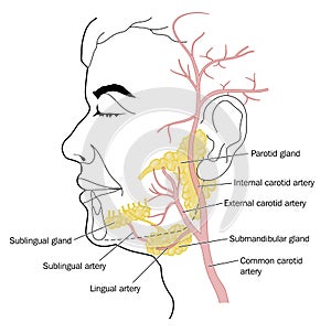 Salivary glands and blood supply