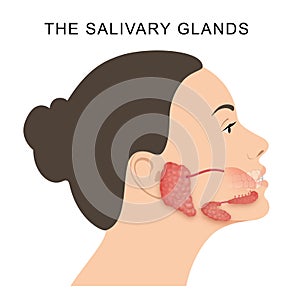 The salivary glands in mammals are exocrine glands photo