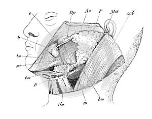 Salivary glands in the old book the Human Anatomy Basics, by A. Pansha, 1887, St. Petersburg