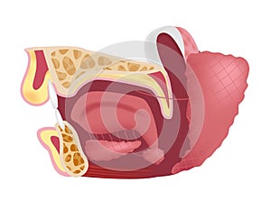 Salivary glands sublingual, submandibular and parotid gland