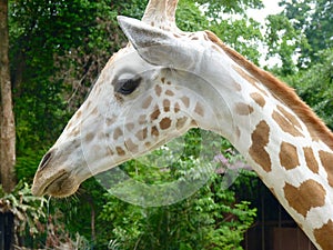 Salivating Giraffe