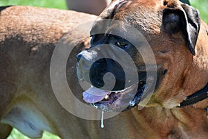 Salivating Large Breed English Mastiff Dog in the Summer