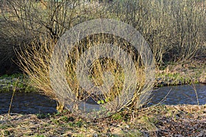 Salix alba on the bank of the creek