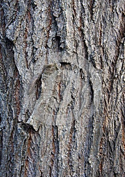 Salix alba bark