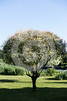 Salix alba, white willow, is willow native to Europe and western and central Asia. name derives from white tone to undersides of