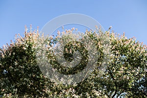 Salix alba, white willow, is willow native to Europe and western and central Asia. name derives from white tone to undersides of