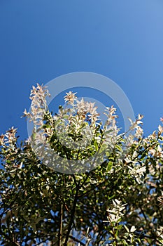 Salix alba, white willow, is willow native to Europe and western and central Asia. name derives from white tone to undersides of