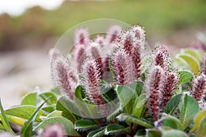 Salix arctica (Arctic willow)