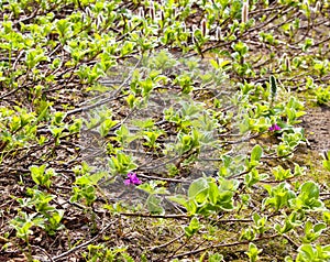 Salix arctica arctic willow in the Kamchatka Peninsula