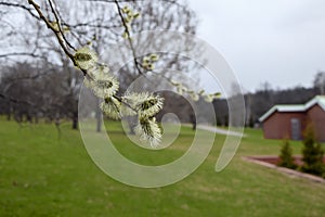 Salix atrocinerrea Brot. Spring willow tree swells. Beautiful fluffy tree flowers against the backdrop of the landscape.