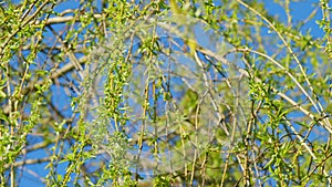 Salix Babylonica. Branch Of Blooming Weeping Willow. Nature Concept.