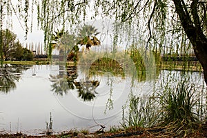 Salix babylonica tree at lake bank side, palm trees and vegetation in front