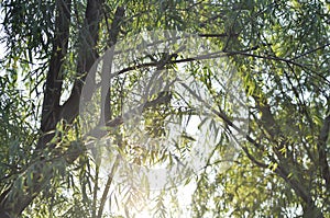 Salix babylonica var or pekinensis or Pendula or Weeping Willow or Salix babylonica L, SALICACEAE
