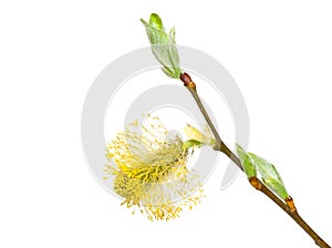 Salix caprea