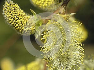 Salix caprea